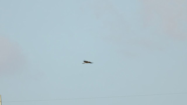 Booted Eagle - ML509847871