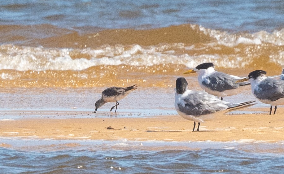 Great Knot - ML509850431