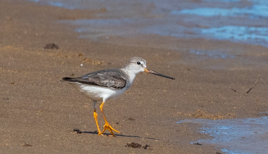 Terek Sandpiper - ML509850551