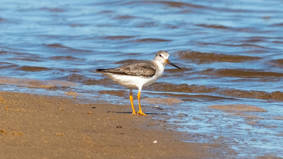 Terek Sandpiper - ML509850561