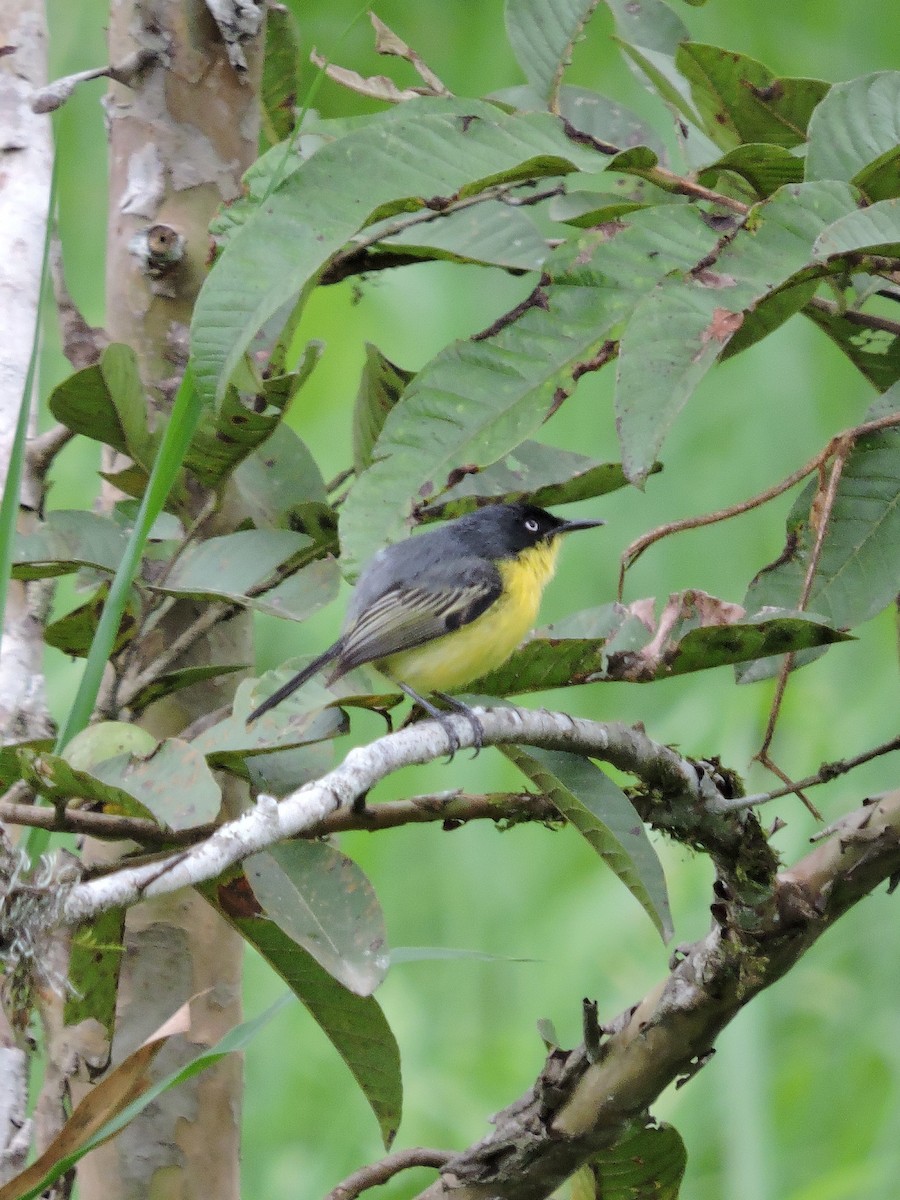 Common Tody-Flycatcher - ML50985181