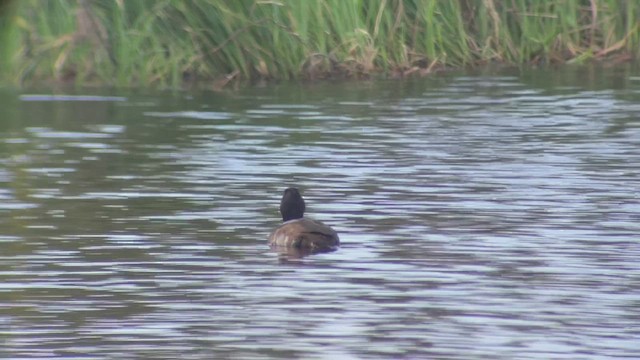 Тэнгисийн шумбуур - ML509852471