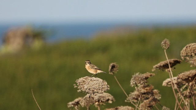 European Stonechat - ML509852701