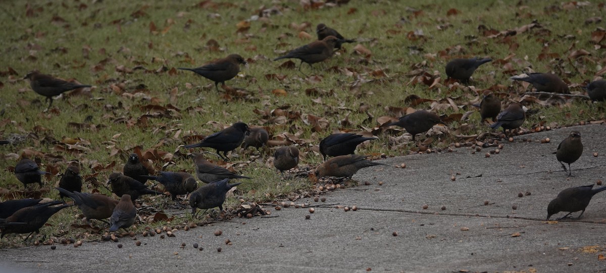 Rusty Blackbird - ML509853971