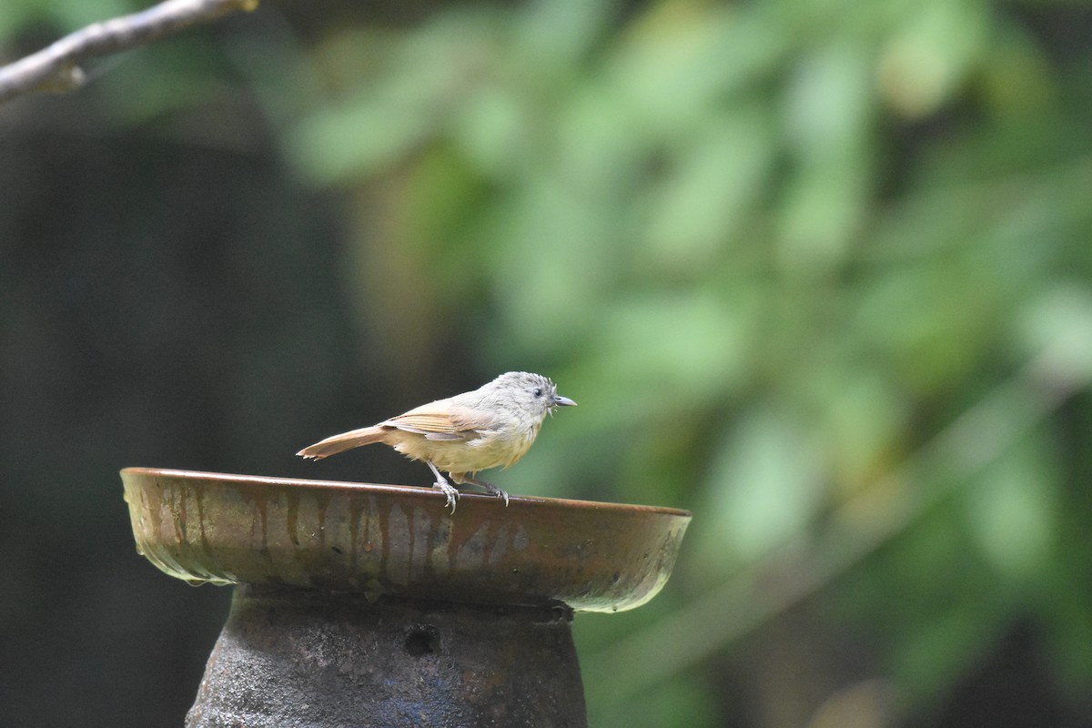 Brown-cheeked Fulvetta - Paresh Desai