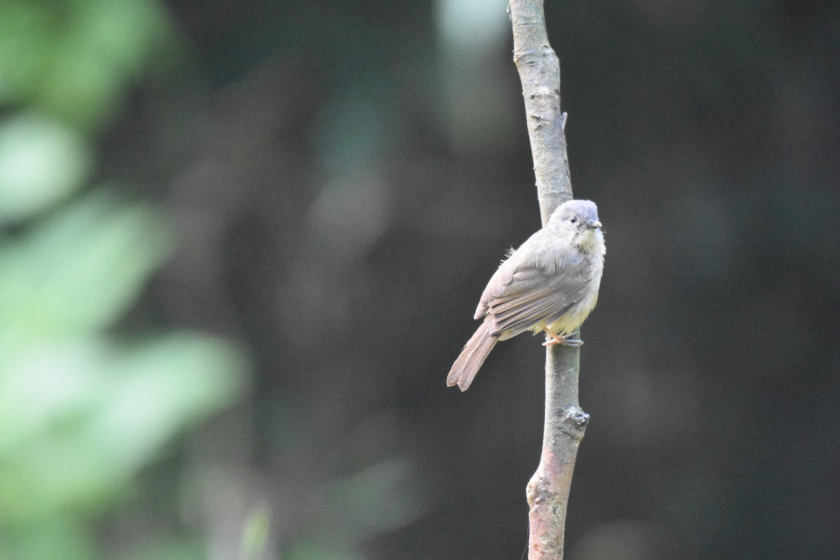 Brown-cheeked Fulvetta - ML509854151