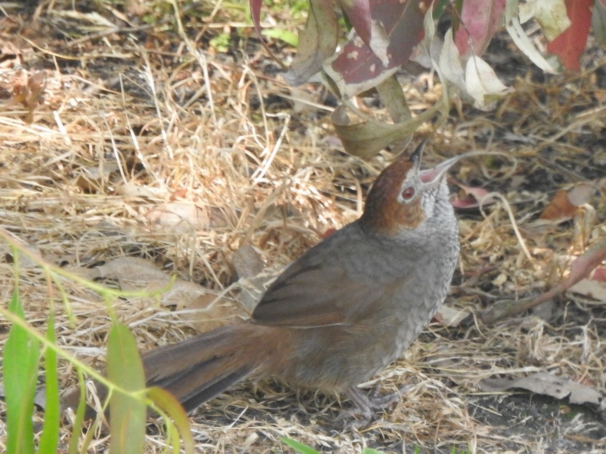Rufous Bristlebird - ML509854481