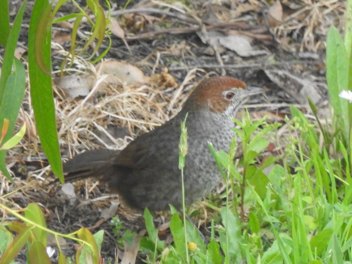 Rufous Bristlebird - ML509854491