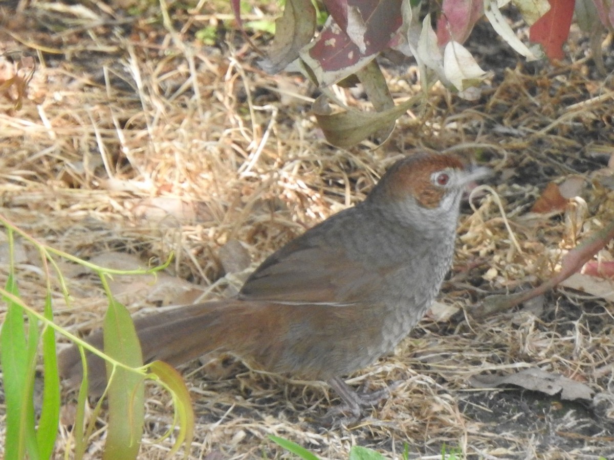 Rufous Bristlebird - ML509854501