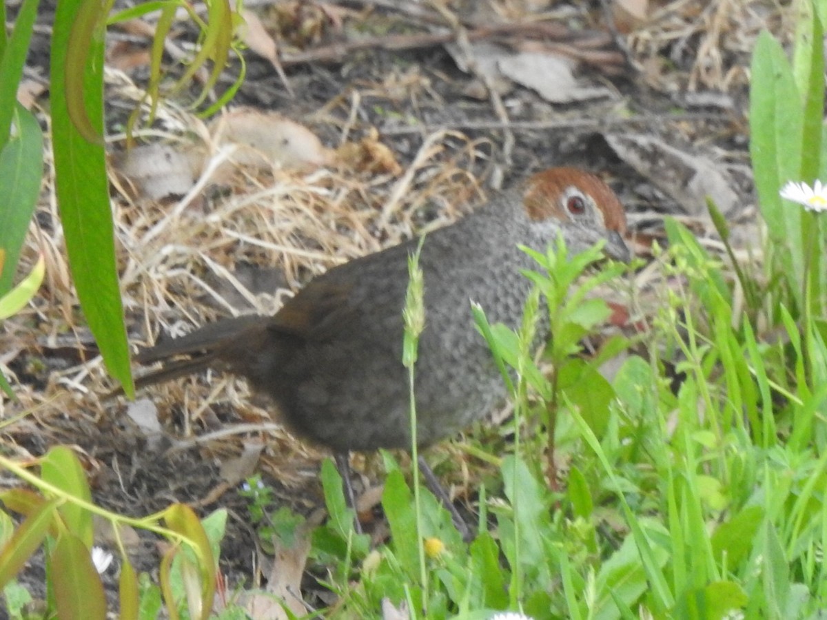 Rufous Bristlebird - ML509854511