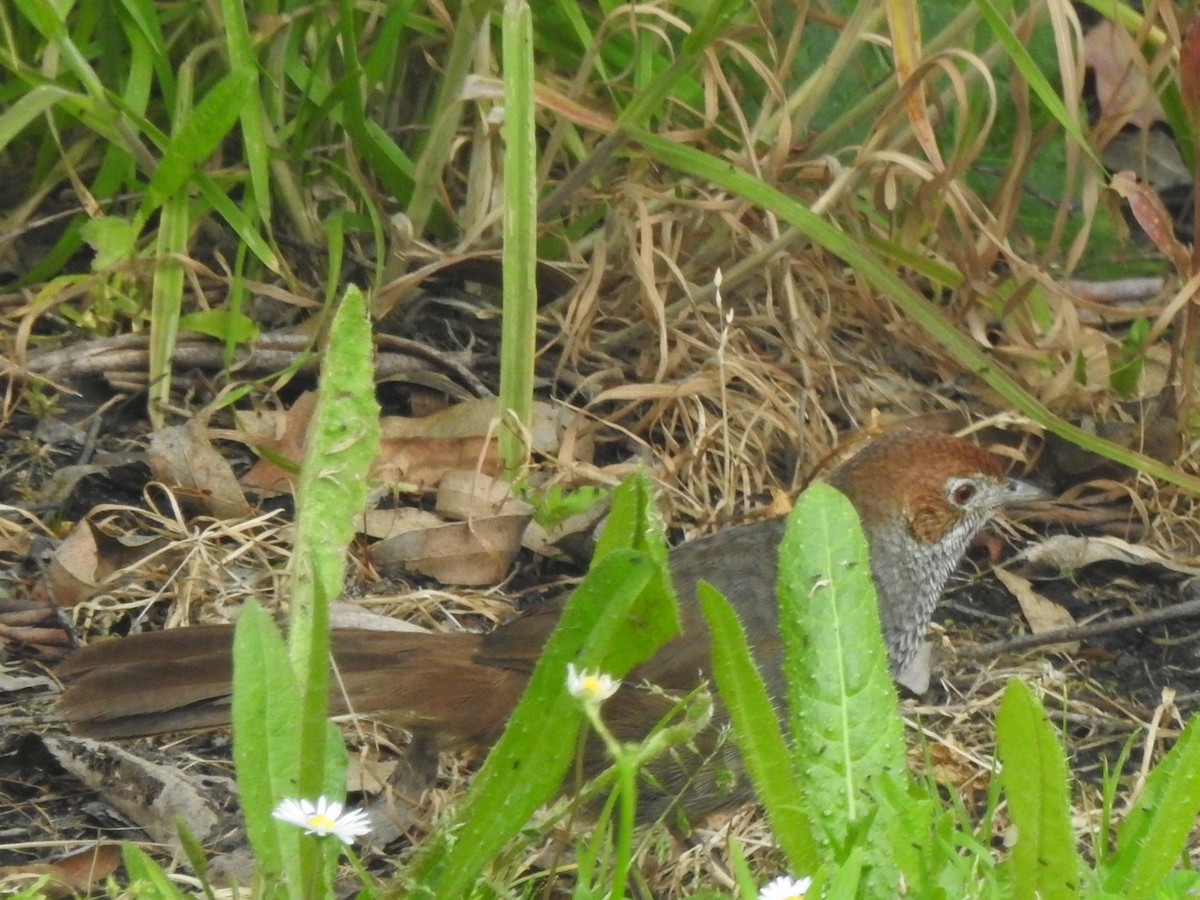 Rufous Bristlebird - ML509854521