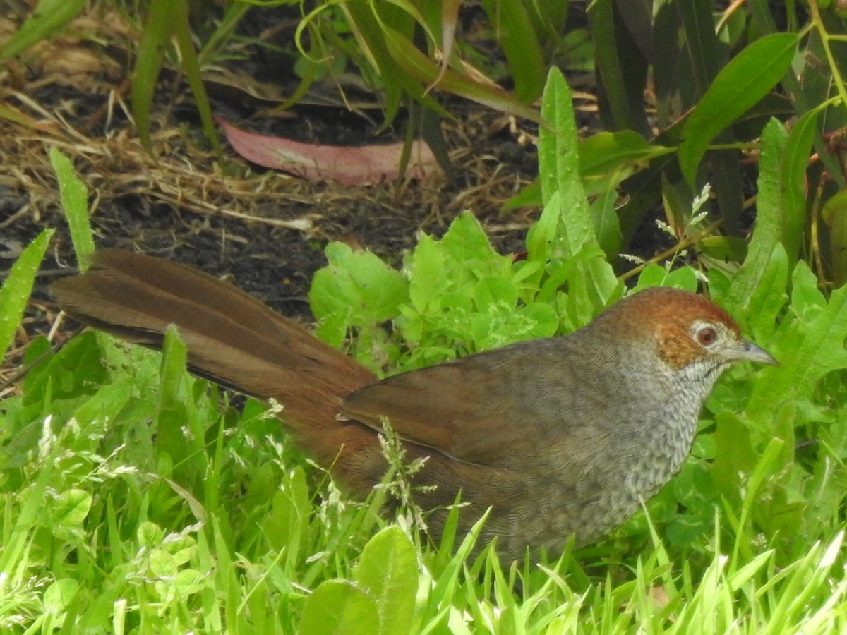 Rufous Bristlebird - ML509854541
