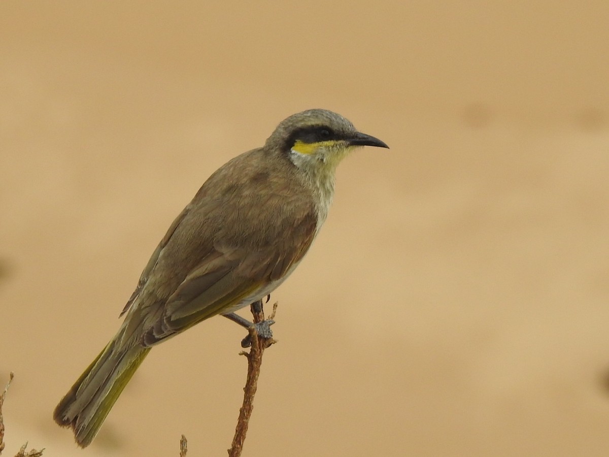 Singing Honeyeater - Scott Fox