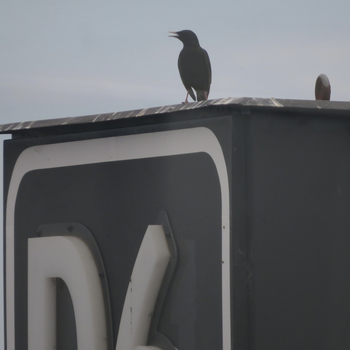 European Starling - ML509856051