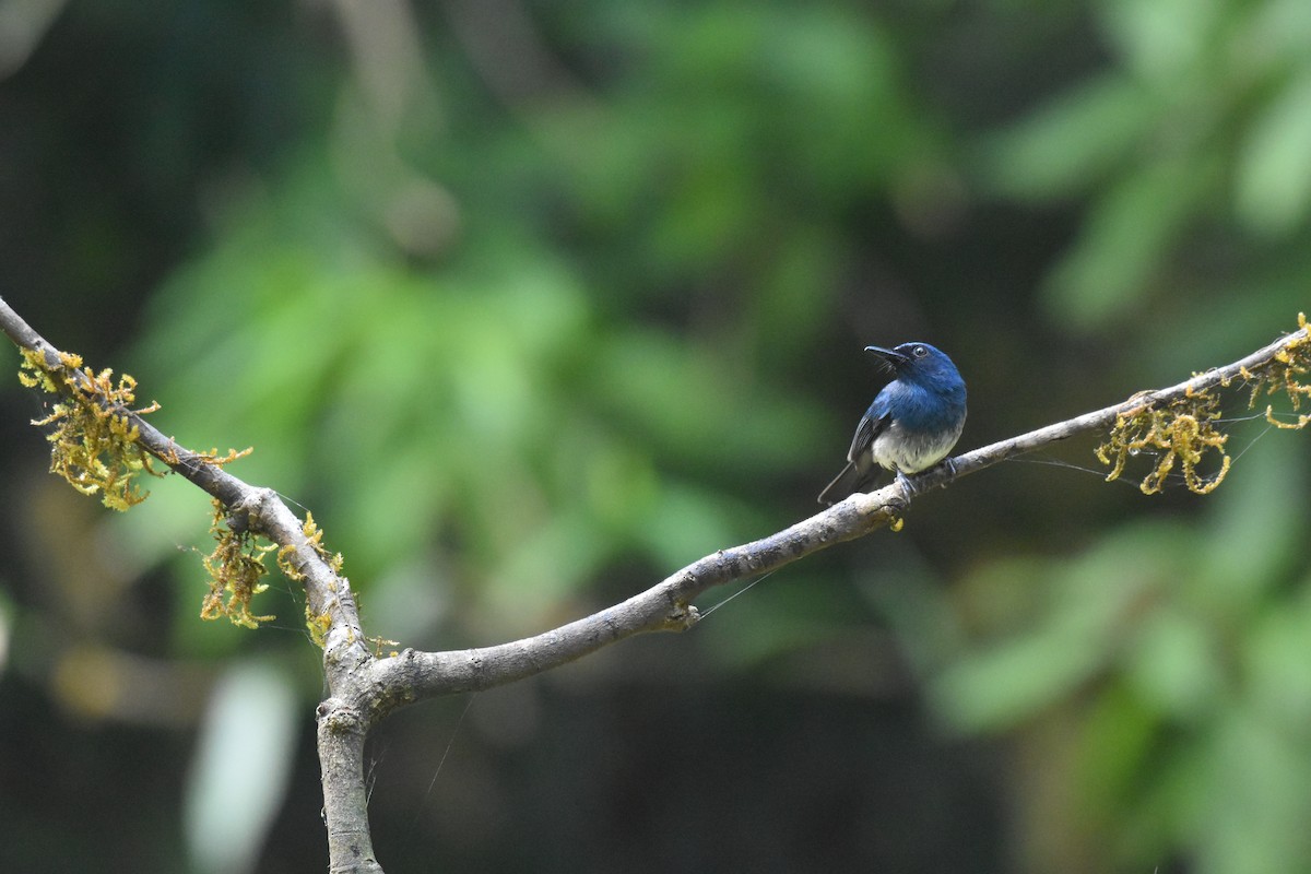 White-bellied Blue Flycatcher - Paresh Desai