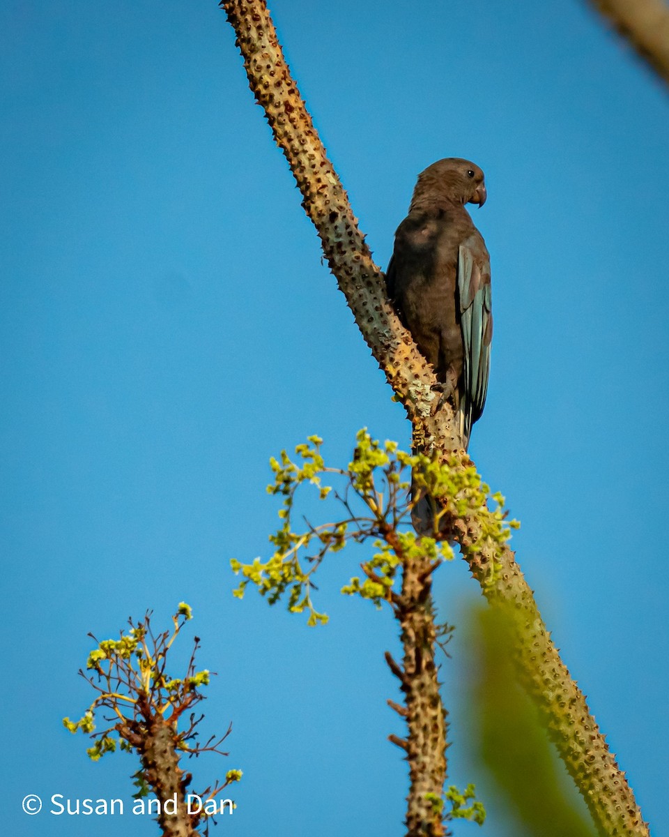 Greater/Lesser Vasa Parrot - ML509858161