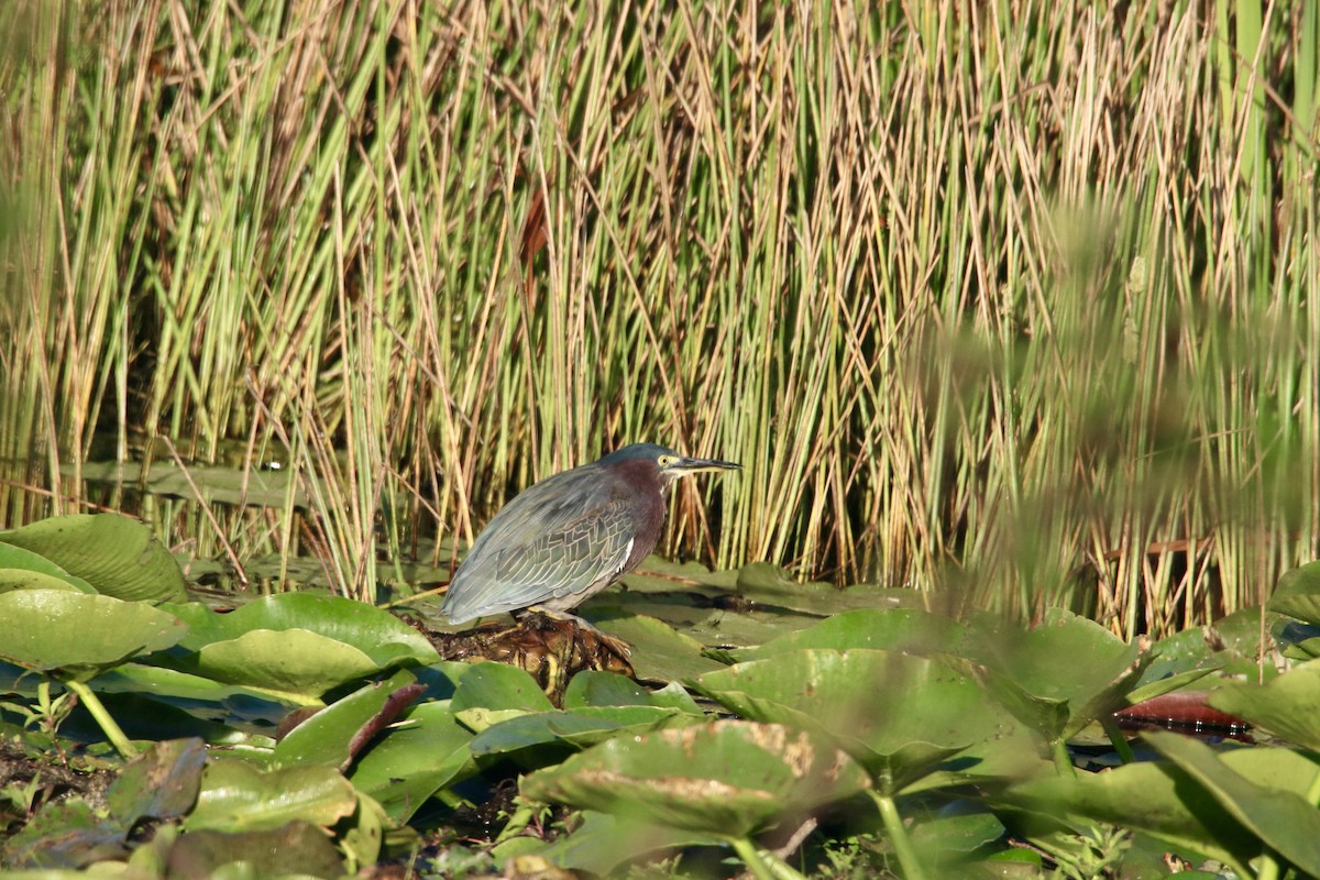 Green Heron - ML509858201