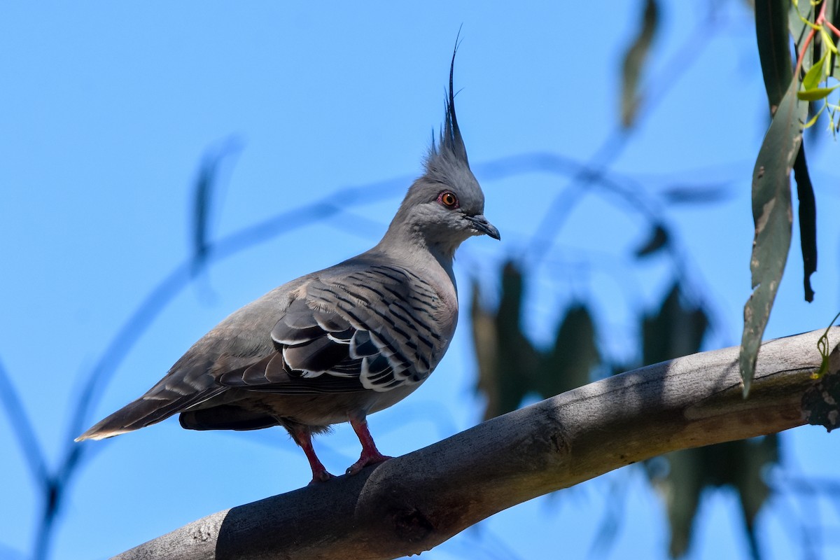 Crested Pigeon - ML509858981
