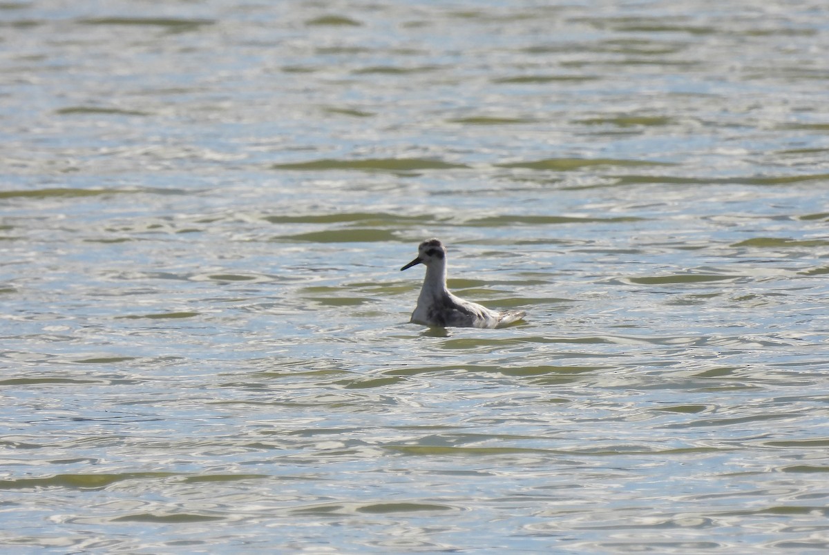 Red Phalarope - ML509859081