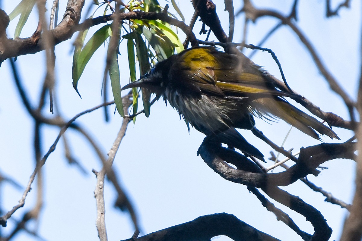 Blue-faced Honeyeater - ML509859291