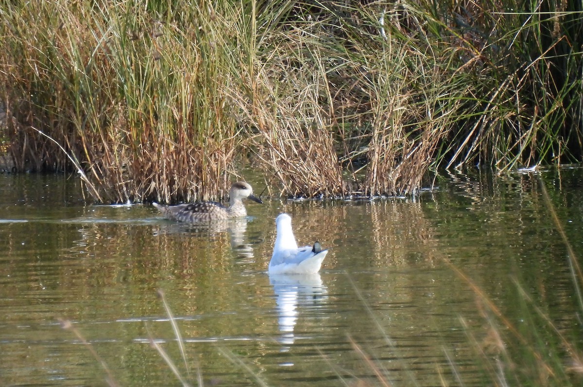 Marbled Duck - ML509859581
