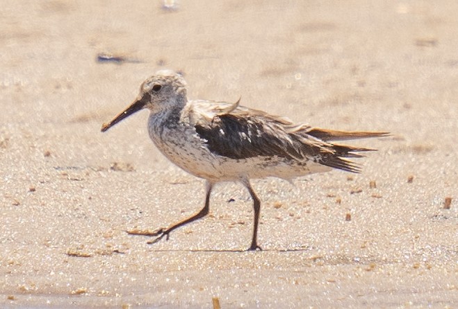 Great Knot - ML509860291