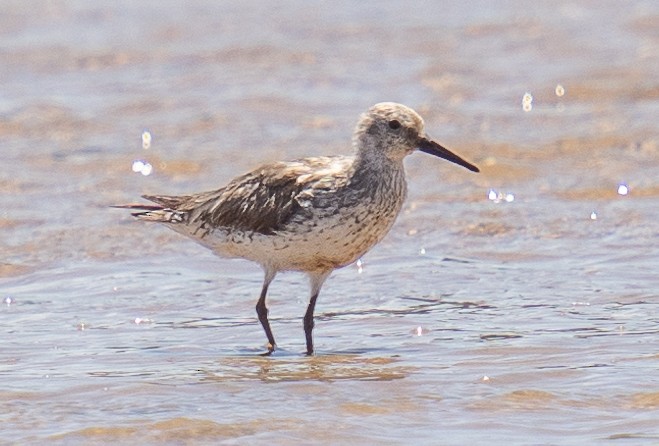 Great Knot - ML509860301