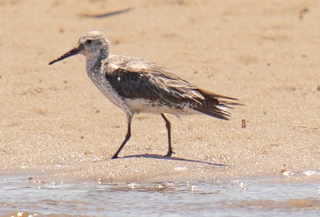 Great Knot - ML509860311