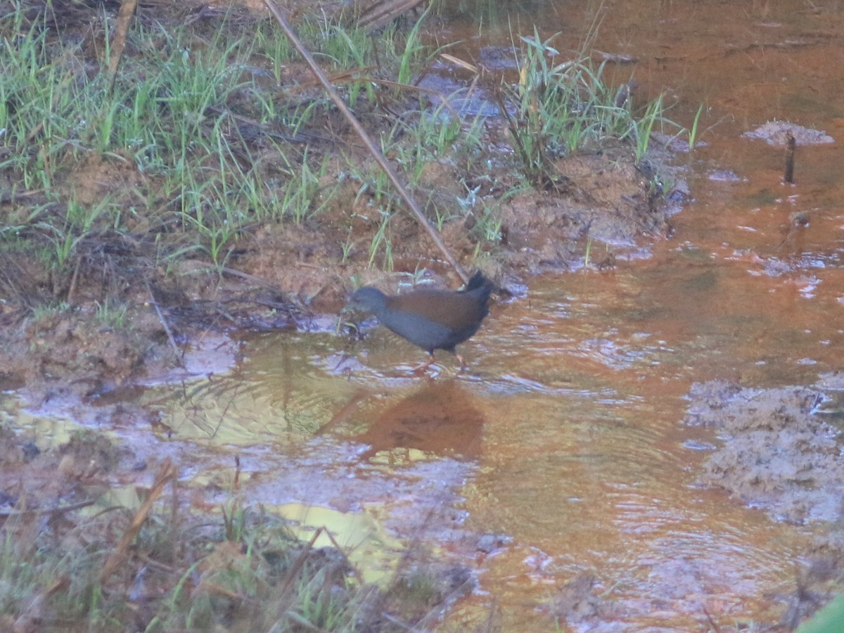 Black-tailed Crake - ML509862151