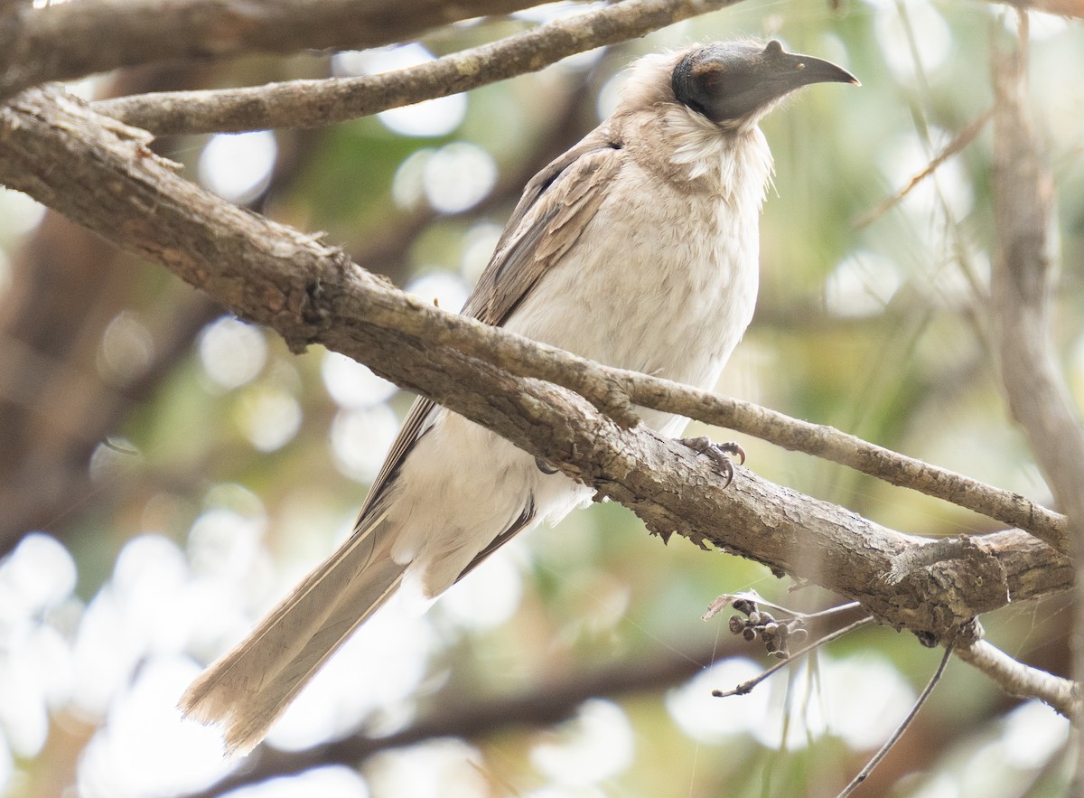 Noisy Friarbird - ML509862401