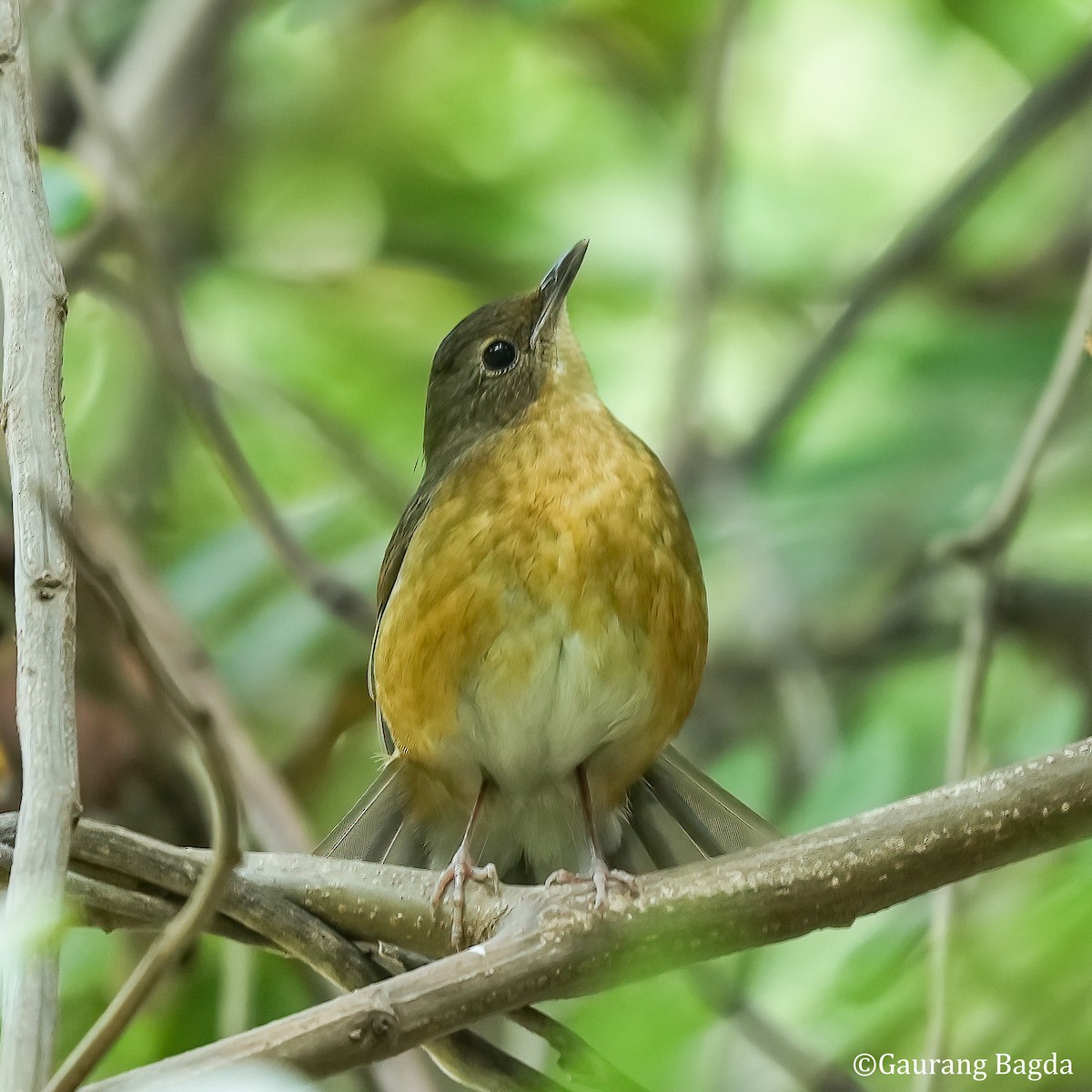 ML509862971 - Indian Blue Robin - Macaulay Library