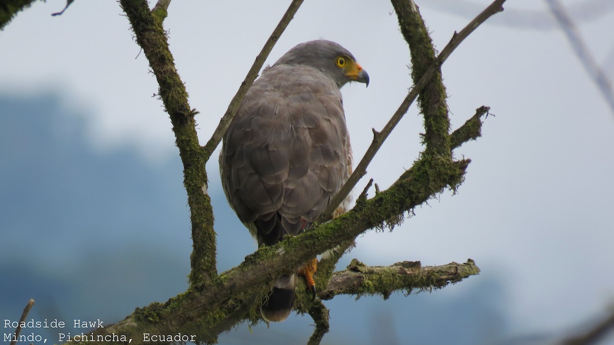 Roadside Hawk - ML509863061