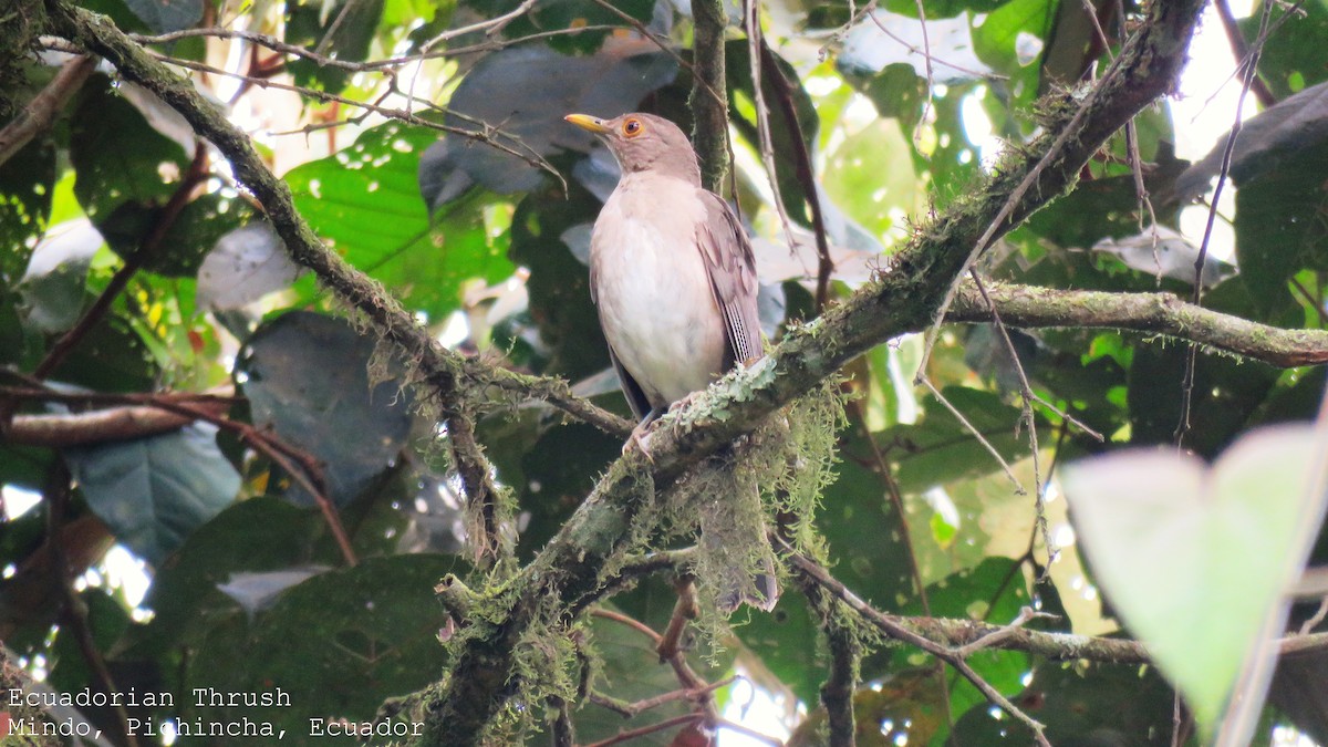 Ecuadorian Thrush - ML509863581