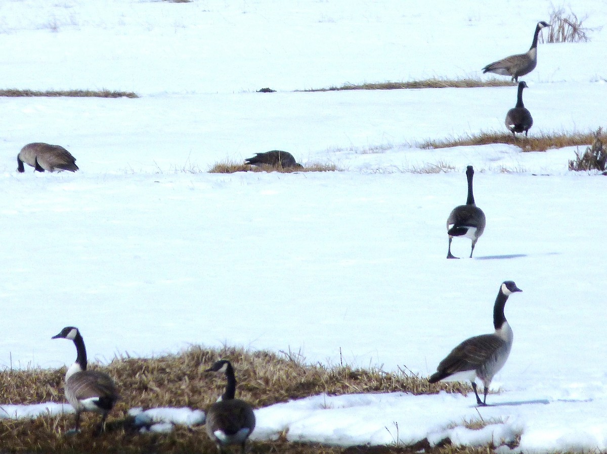 Canada Goose - Kenneth Stinchcomb