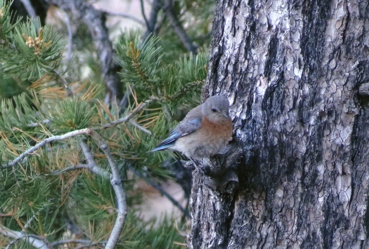 Western Bluebird - ML509863851