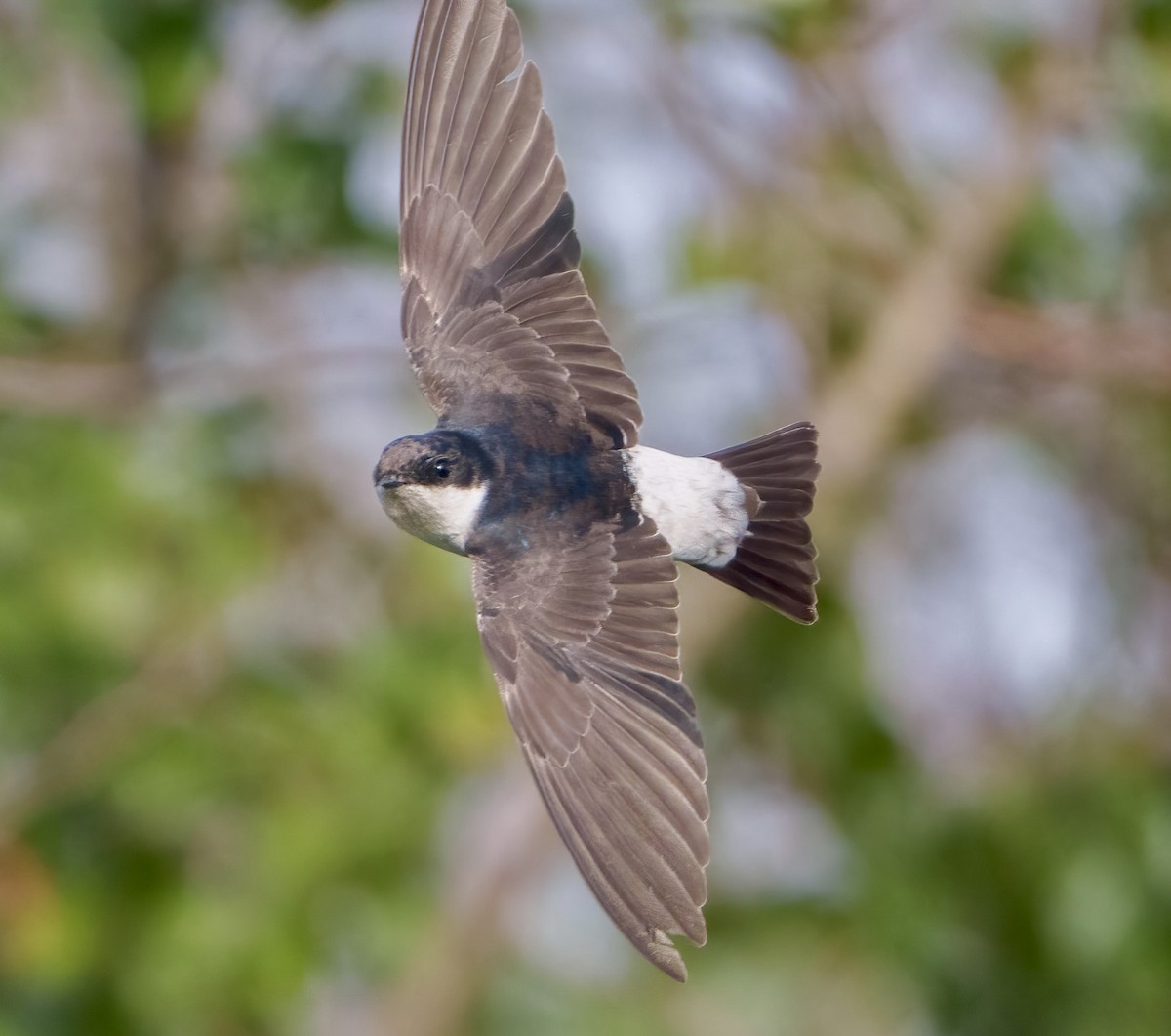 Siberian House-Martin - Robert Hackel