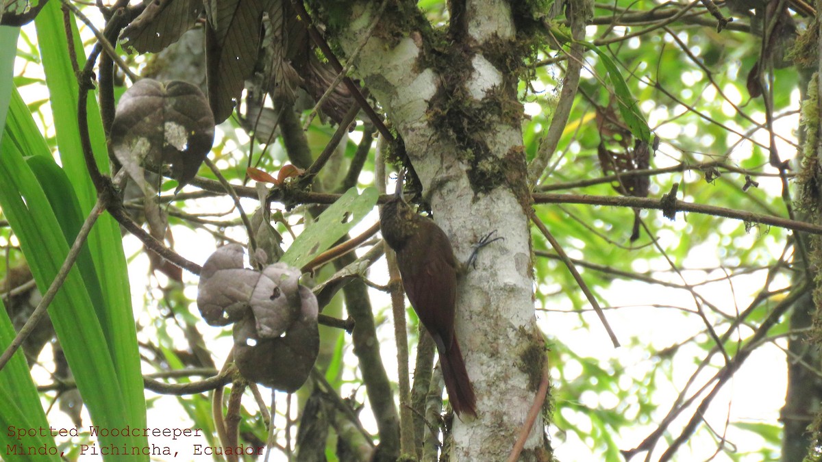 Spotted Woodcreeper - Martien Prins