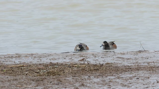 Chiloe Wigeon - ML509864221