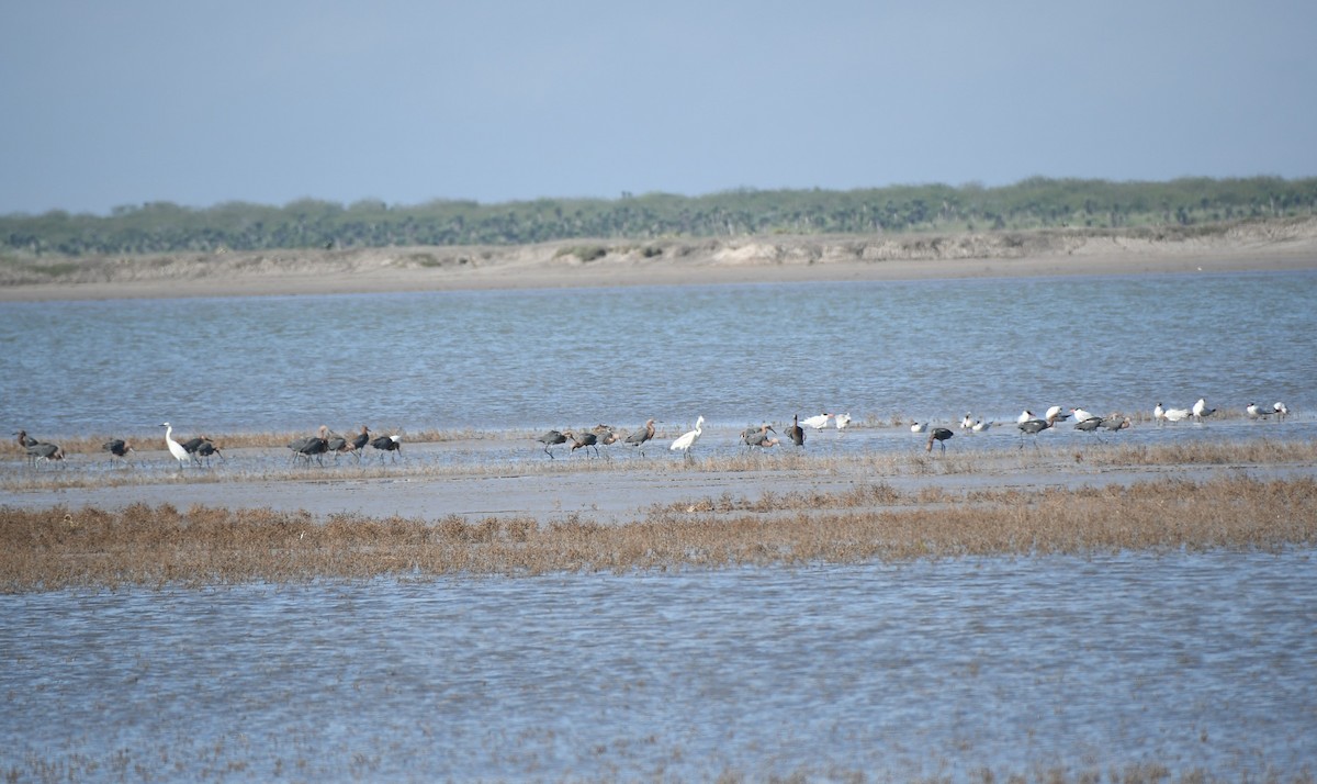 Reddish Egret - ML509864421