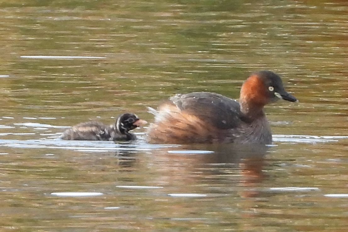 Little Grebe - ML509864731
