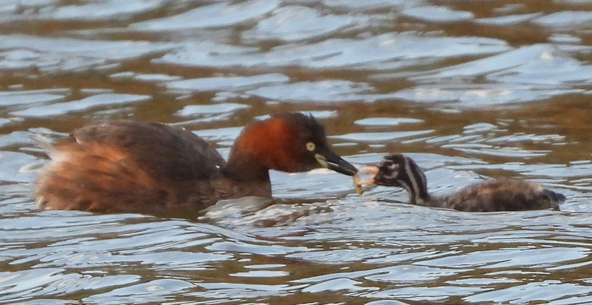 Little Grebe - ML509864741
