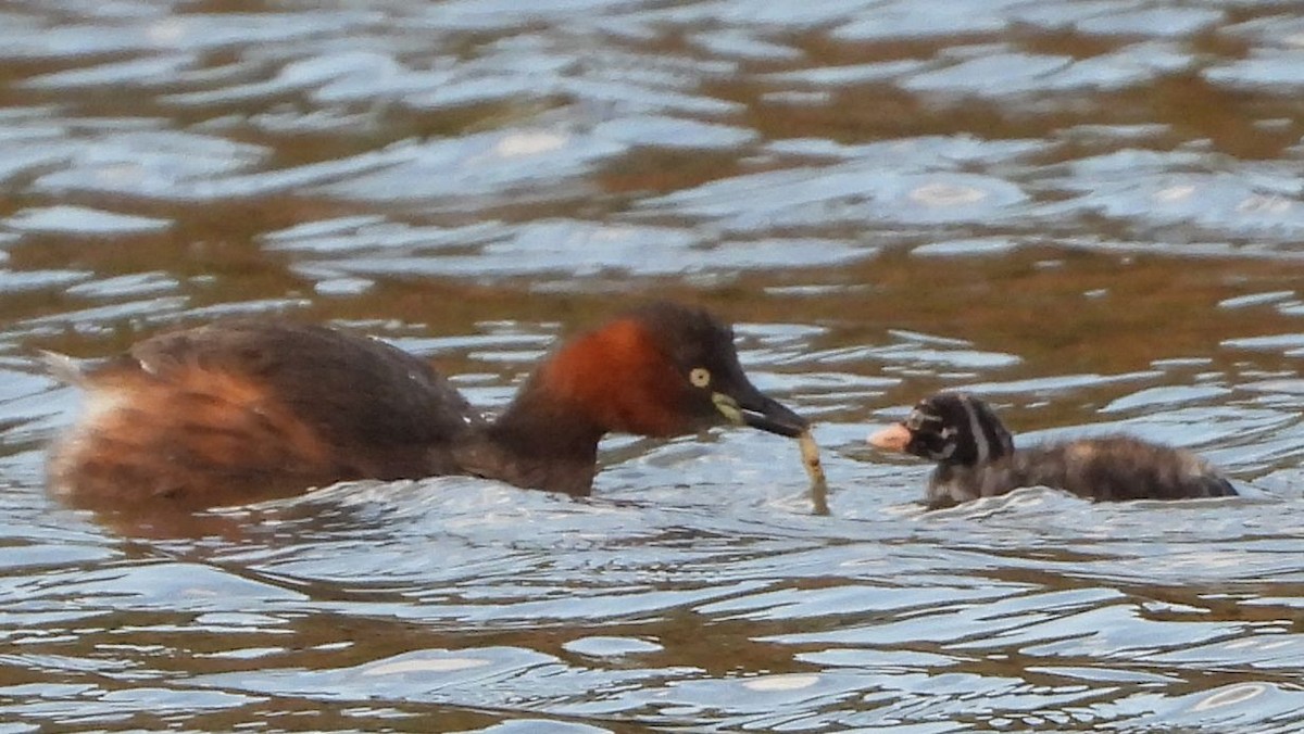 Little Grebe - ML509864751