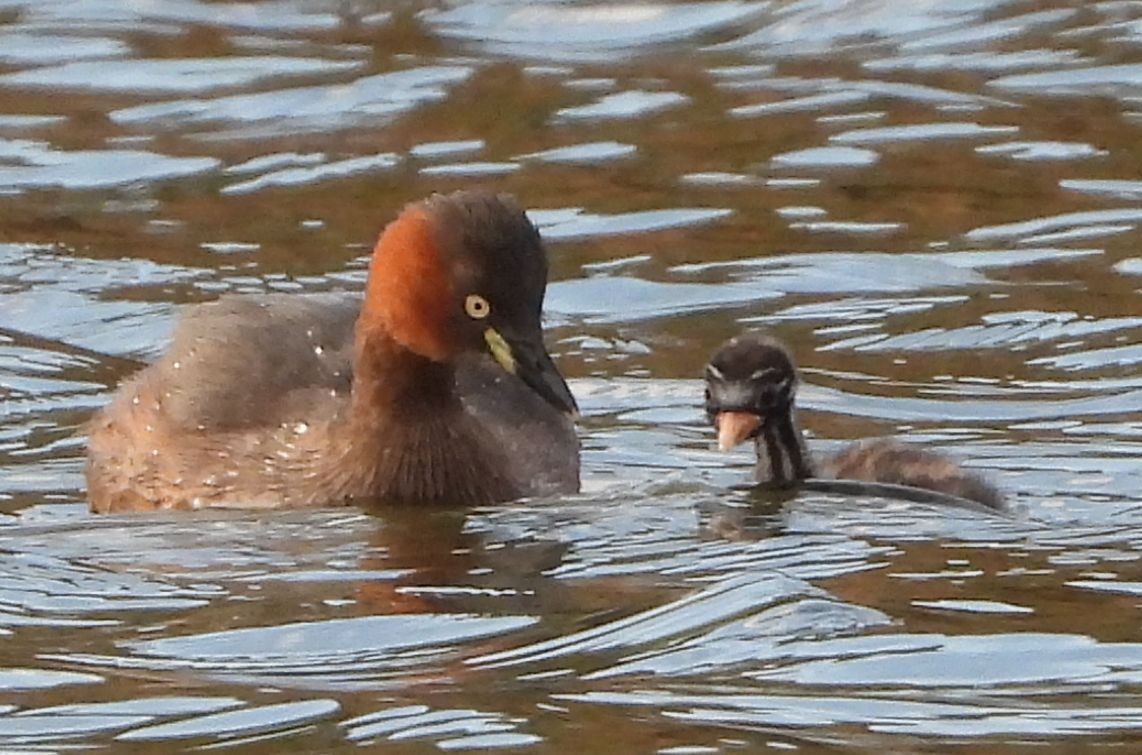 Little Grebe - ML509864761