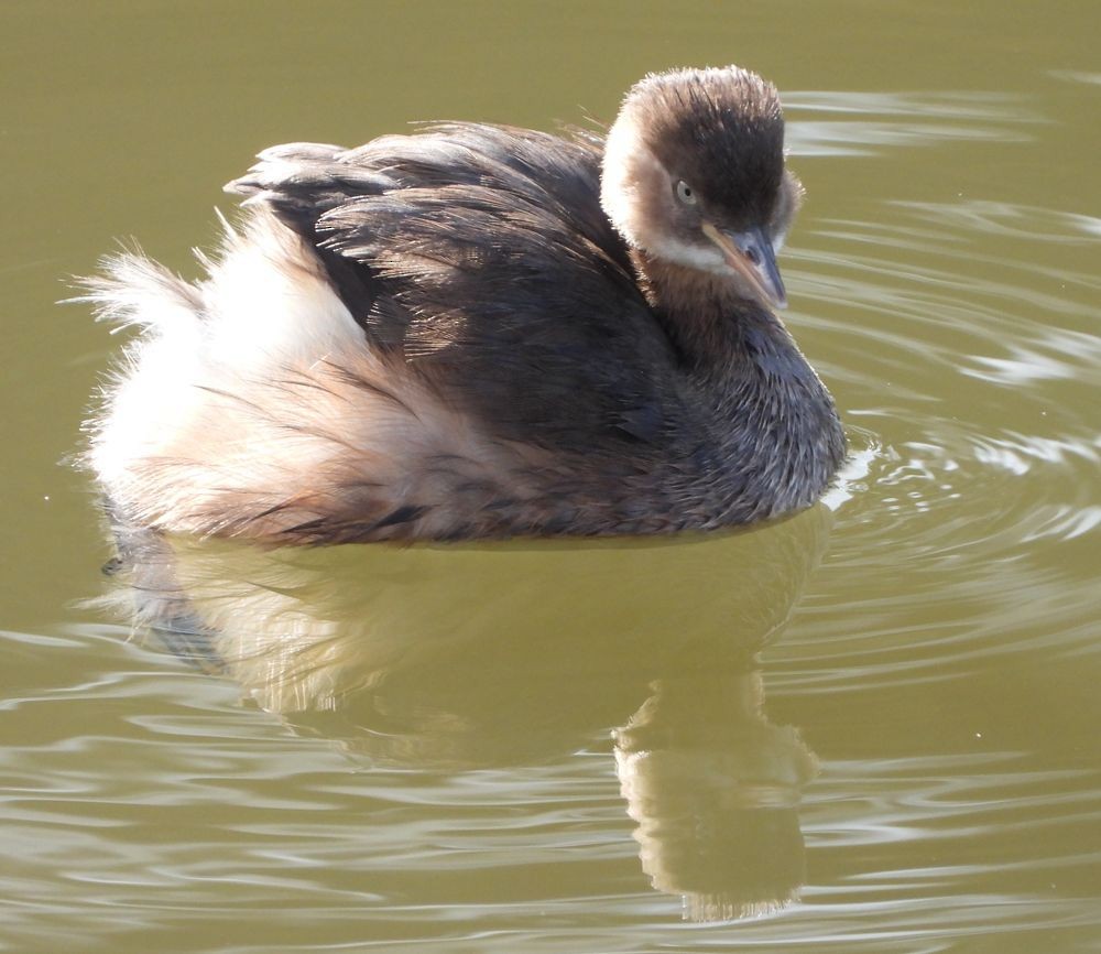 Little Grebe - ML509864801