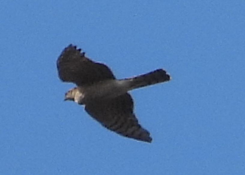 Eurasian Sparrowhawk - ML509864941