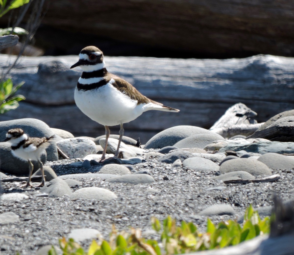 Killdeer - ML50986531