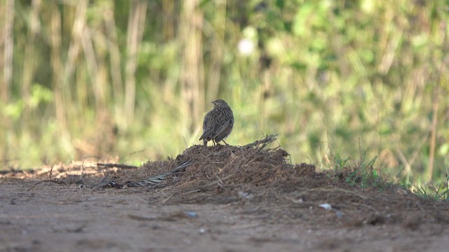 Jerdon's Bushlark - ML509865571