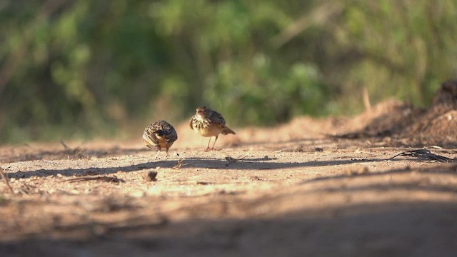 Jerdon's Bushlark - ML509865871