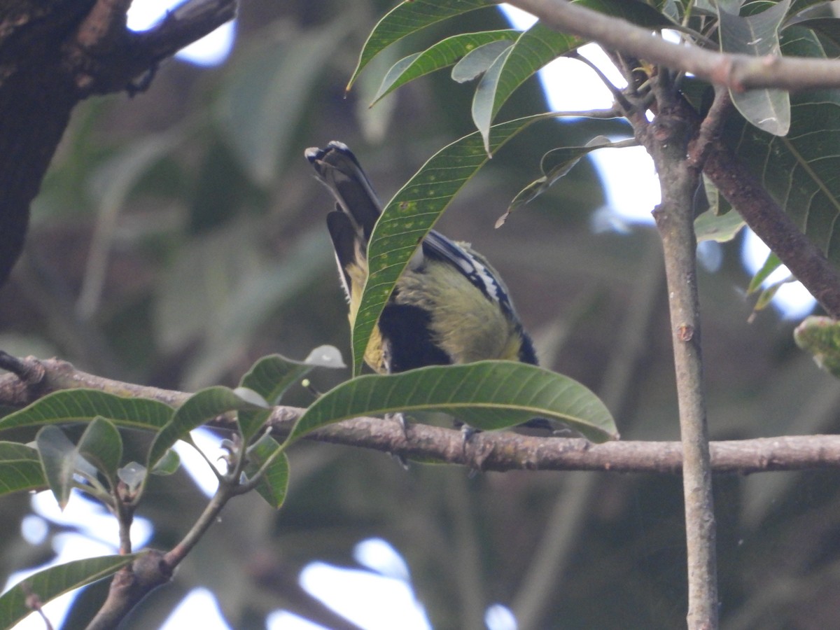 Indian Yellow Tit - ML509865911