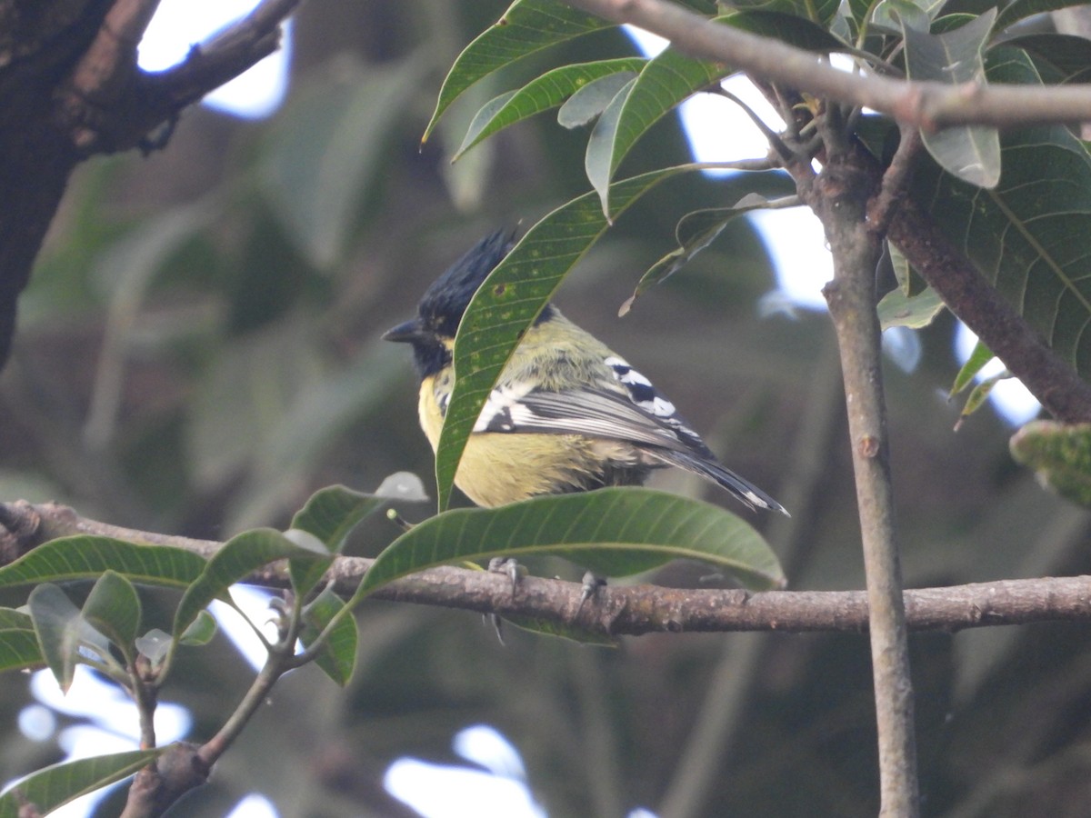 Indian Yellow Tit - ML509865921